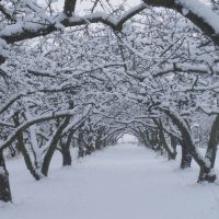 Obsthof am Steinberg - Apfelhain im Schnee