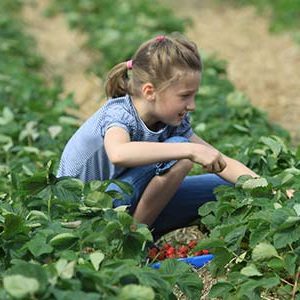 Obsthof am Steinberg - Kinderwanderung mit Erdbeerpflücke