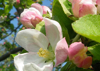 Obsthof am Steinberg - Blütenwanderung